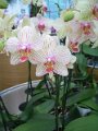 x_Szlovenia-orchideafarm (33)